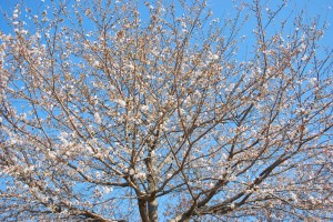 20140328桜情報　見ごろを迎えました！ (7)